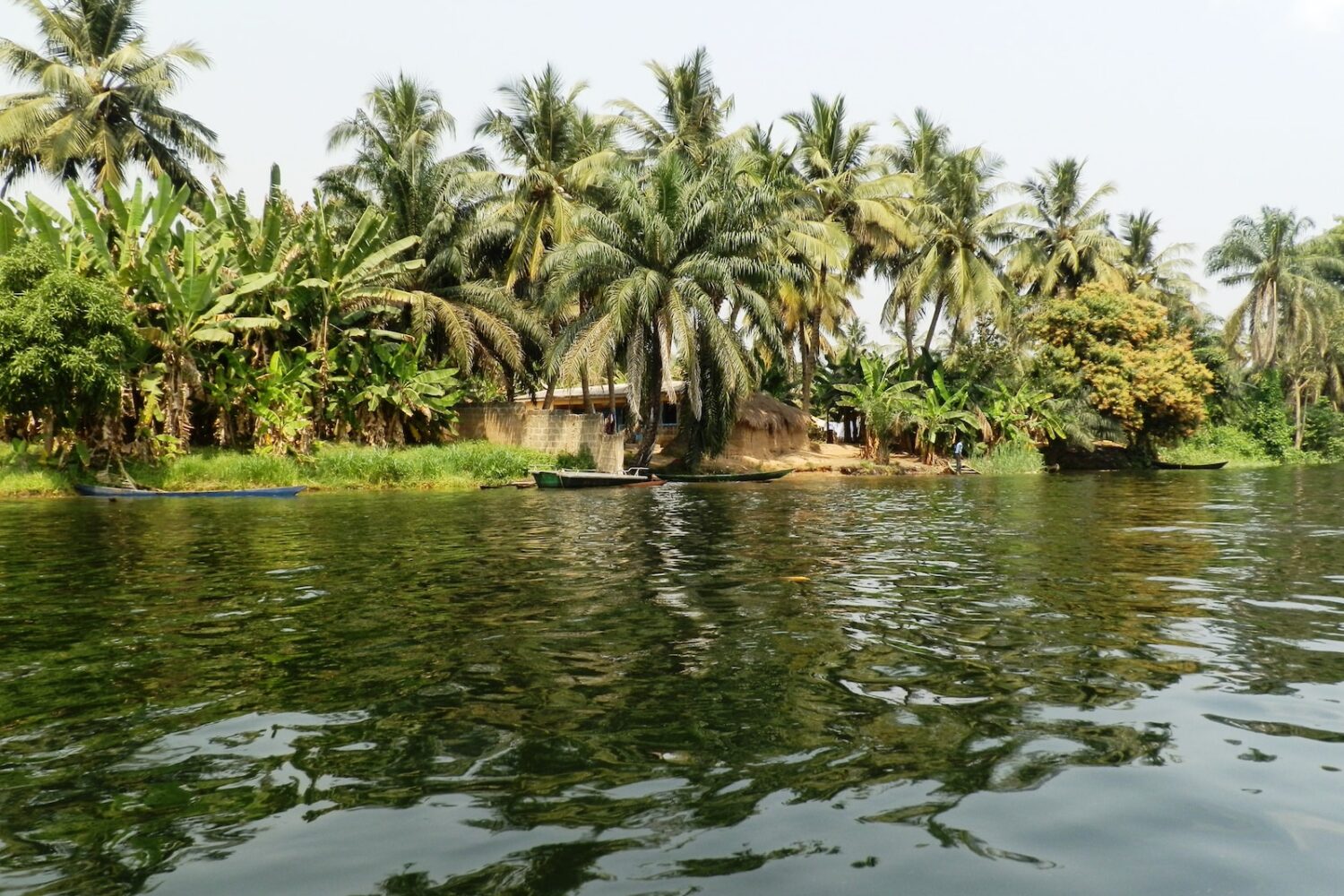 green palm trees beside body of water during daytime