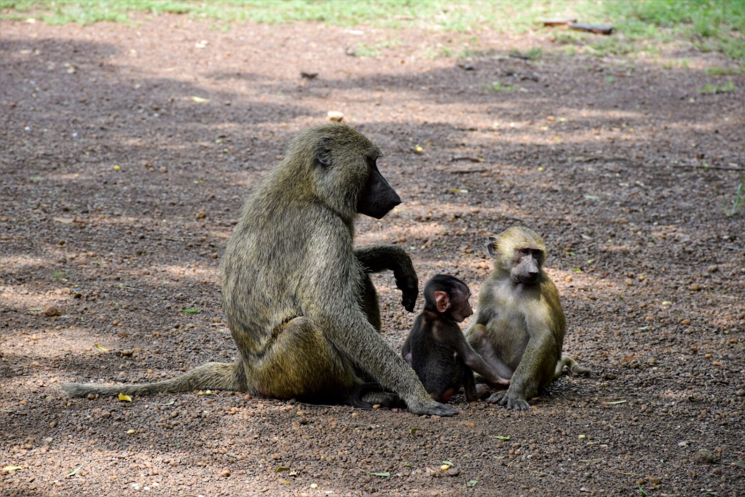 black monkey sitting on ground during daytime